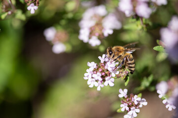 fleißige Biene auf Thymian Blüten, sammeln von Nektar und Blütenpollen, Makroaufnahme.