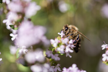 fleißige Biene auf Thymian Blüten, sammeln von Nektar und Blütenpollen, Makroaufnahme.