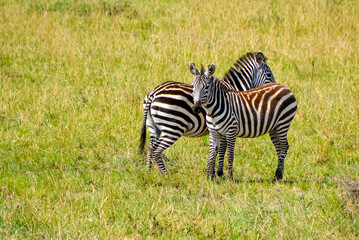 zebras