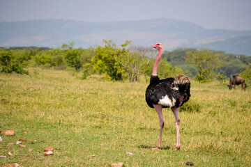 ostrich in the wild