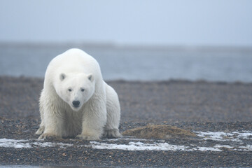 Alaska white polar bear from Arctic