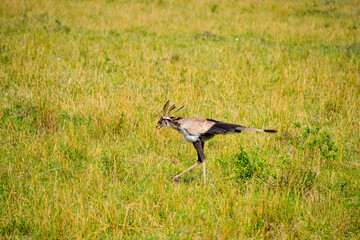 Secretary Bird