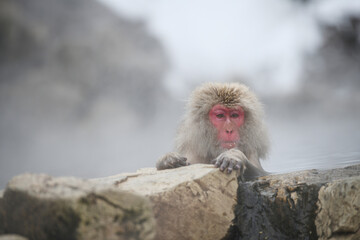snow monkey at Nagano, Japan