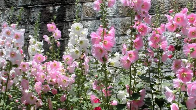 コンクリート擁壁のそばに咲く立葵の花　逆パン