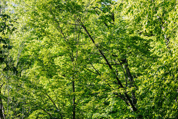 Fototapeta na wymiar green leaves background in dense forests