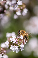 fleißige Biene auf Thymian Blüten, sammeln von Nektar und Blütenpollen, Makroaufnahme.