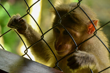 Monkey looking through the fence