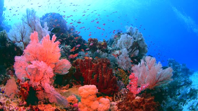 colourful coral reef Indonesia 