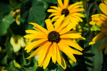 Yellow flowers in the garden