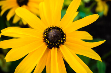 Yellow sunflower close up