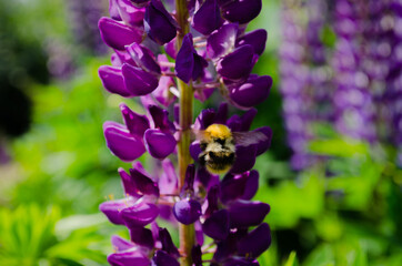Plump bumblebee on a flower