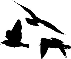 Obraz premium black group of three gulls silhouettes