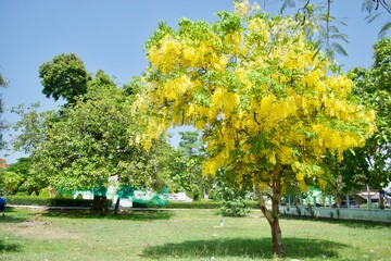 Cassia fistula yellower flower