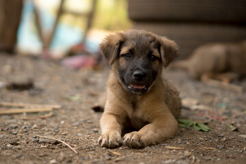 Portrait of rPuppy. Dog lying on the ground and wait for the owner. 