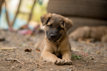 Portrait of rPuppy. Dog lying on the ground and wait for the owner. 
