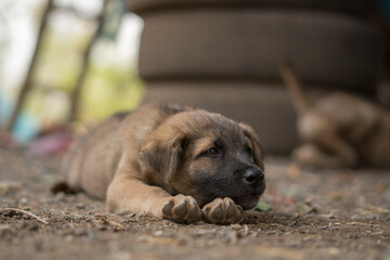 Fototapeta premium Portrait of rPuppy. Dog lying on the ground and wait for the owner. 