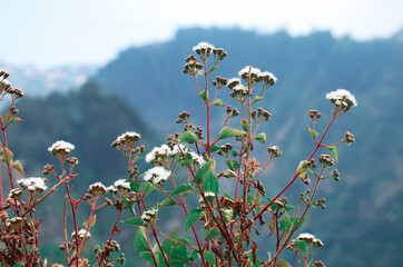 Blooming wild flowers covered with morning dew in the misty forest on the mountains of Madeira island, Portugal