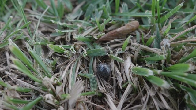 Roly Poly Bug Crawling On The Ground