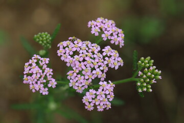 ノコギリソウのピンクの花