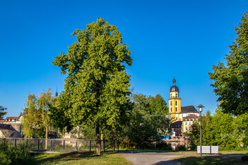 Fototapeta na wymiar Lindenblüten vor der Evangelischen Stadtkirche in Kitzingen Mainfranken