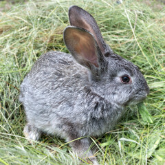 Gray rabbit sitting on a pile of mowed grass. Pets.