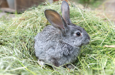 Gray rabbit sitting on a pile of mowed grass. Pets.
