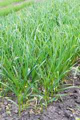 Green shoots of young garlic grow from the ground in the garden. Agriculture. Vertical view