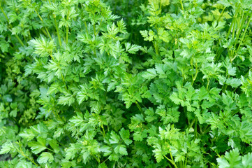Young parsley greens growing in the garden. Close-up. Green background.