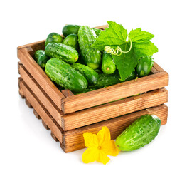 Fresh cucumber in wooden box with green leaf and flower. Isolated on white background.