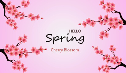 Hello spring with cherry blossom flower is the season on purple color background for greeting card,invitation template, banner,poscard, background and label tag spring sale.