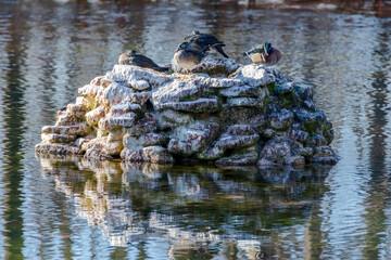 Ducks sitting on the rocks from the middle of the recreation lake situated in Roman park, Romania