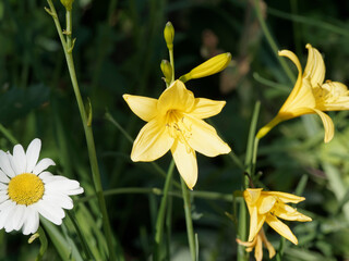 Hemerocallis 'Stella de Oro'. Lis d'un jour, hémérocalle miniature, beauté d'un jour, aux pétales récurvés et gaufrés à floraison lumineuse de couleur jaune or