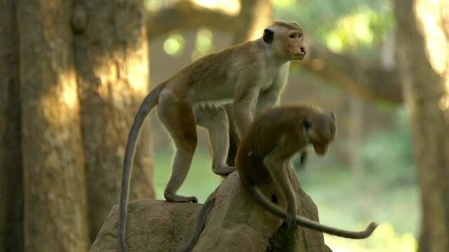 Dominant macaque monkey pushes lower rank off rocks in forest