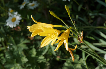 Hemerocallis 'Stella de Oro'. Lis d'un jour, hémérocalle miniature, beauté d'un jour,  aux...