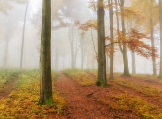 autumn in the woods