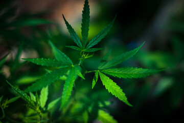 Naklejka na ściany i meble Marijuana leaves, Medical cannabis on dark background. Closeup and selective focus.