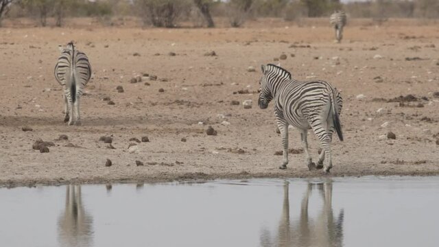 Zebra verl&auml;sst das Wasserloch in Namibia
