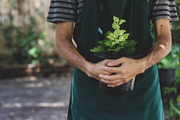 Farmer holding green young plant in hands. Working at home in garden concept.