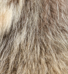 Animal fur as an abstract background.