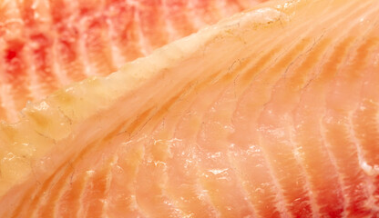 Tilapia fish fillet as background.