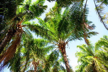 Fototapeta na wymiar Large green branches on coconut trees against the sky
