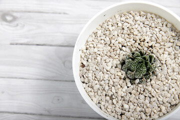 Haworthiopsis fasciata, formerly Haworthia fasciata or Haworthia Zebra, is a species of succulent plant from the Eastern Cape Province, South Africa