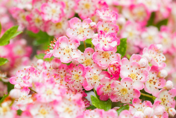 background of blooming pink flowers of apple
