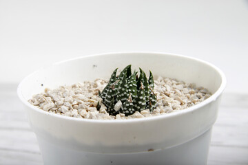 Haworthiopsis fasciata, formerly Haworthia fasciata or Haworthia Zebra, is a species of succulent plant from the Eastern Cape Province, South Africa