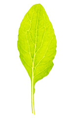 Green leaf from a plant is isolated on a white