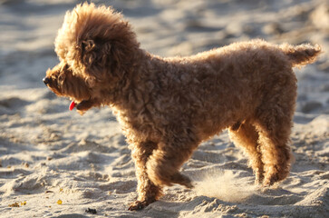 A dog walks in the sand.