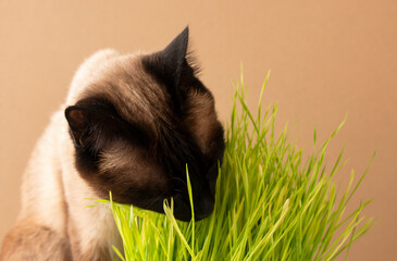 Siamese cat eating green grass, a vitamin for the stomach