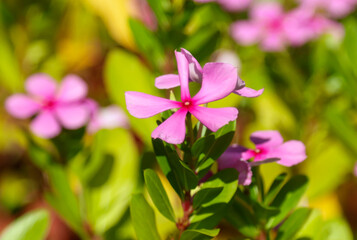 Beautiful pink flowers on the nature