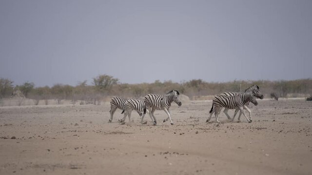 Zebras laufen in der W&uuml;ste zum Wasserloch