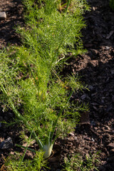 Junger Fenchel im Beet